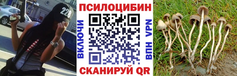 MEGA онион  Красноярск  Псилоцибиновые грибы Psilocybine cubensis 